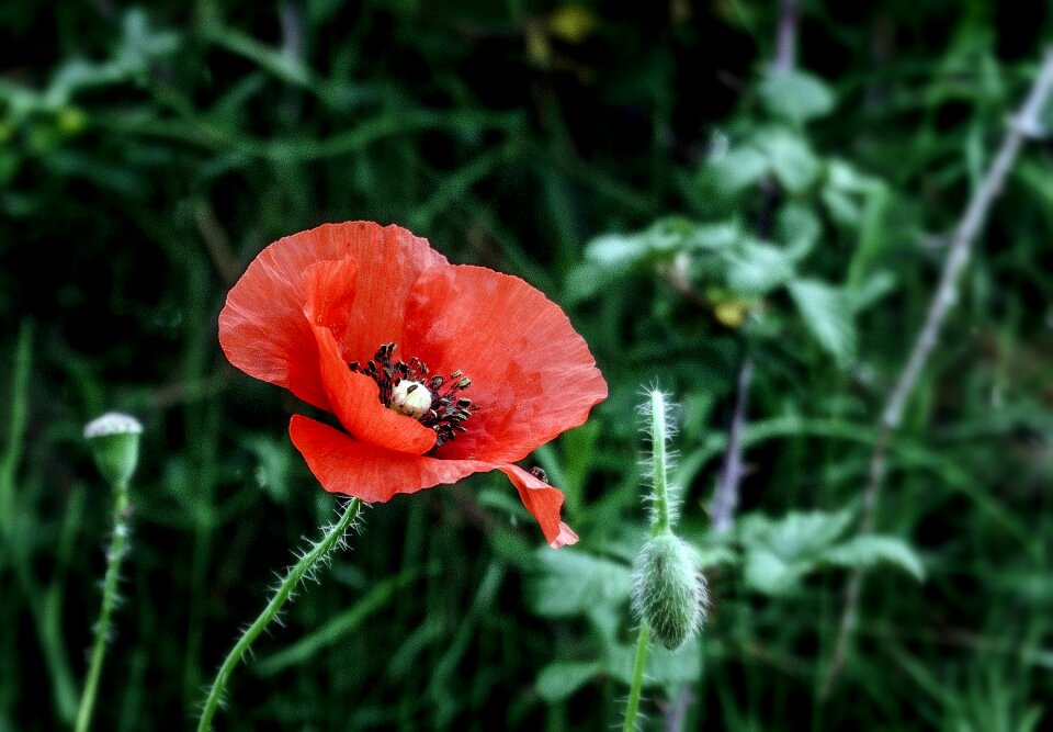 Red spring field