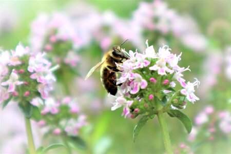 Garden flower insect photo