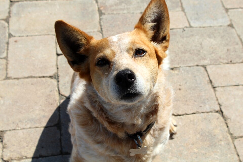 Red heeler puppy cute