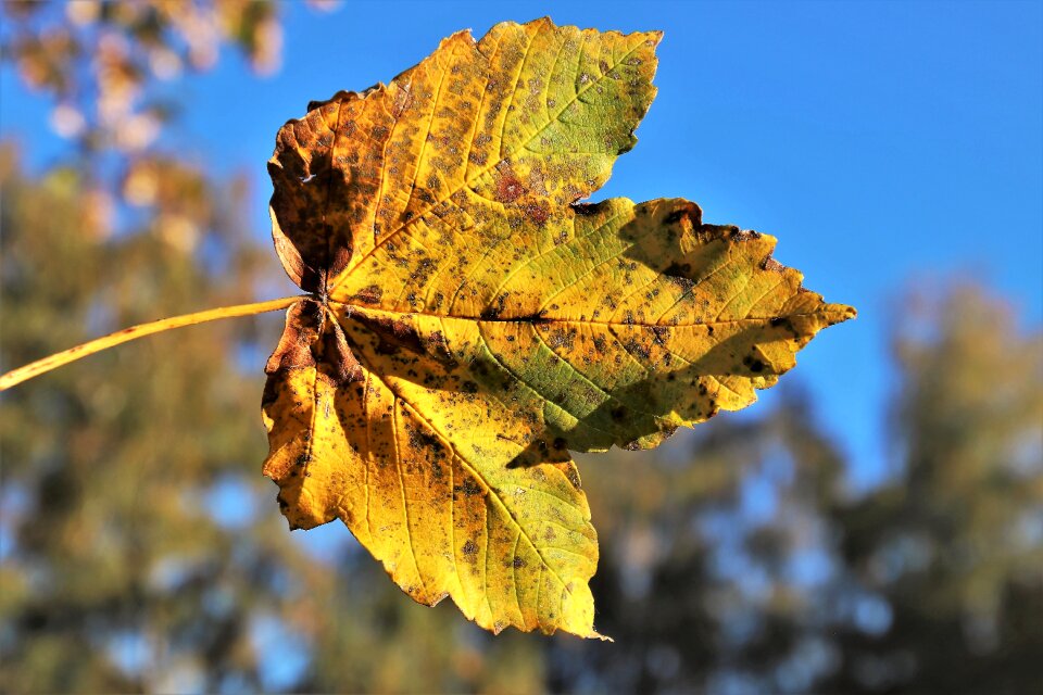 Pattern leaves nature