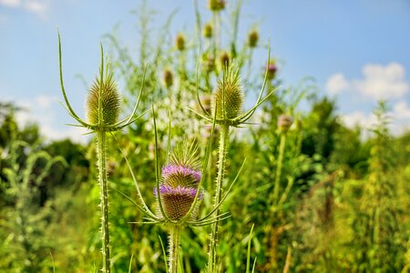 Thistle flower blossom bloom photo