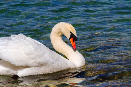Lake bird pride