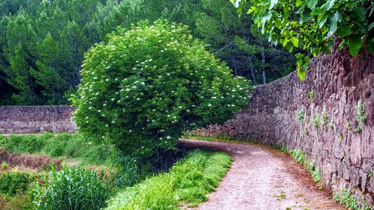 Spring rural tree