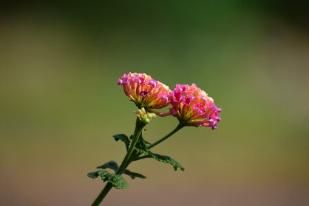 Flower flora plant photo