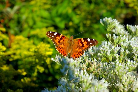 American painted lady painted lady insect photo
