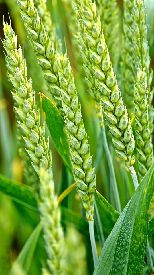 Wheat culture june