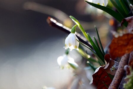 White ground grass
