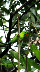 Avian bird parakeet