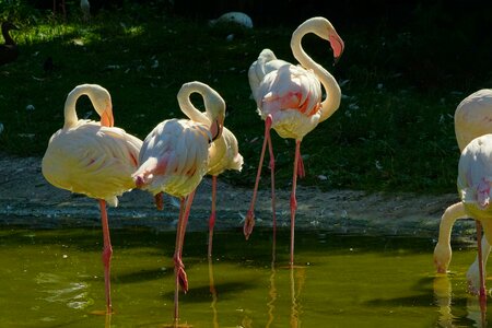 Flamingos waterfowl white