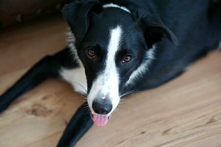 Pet animal wooden floor photo