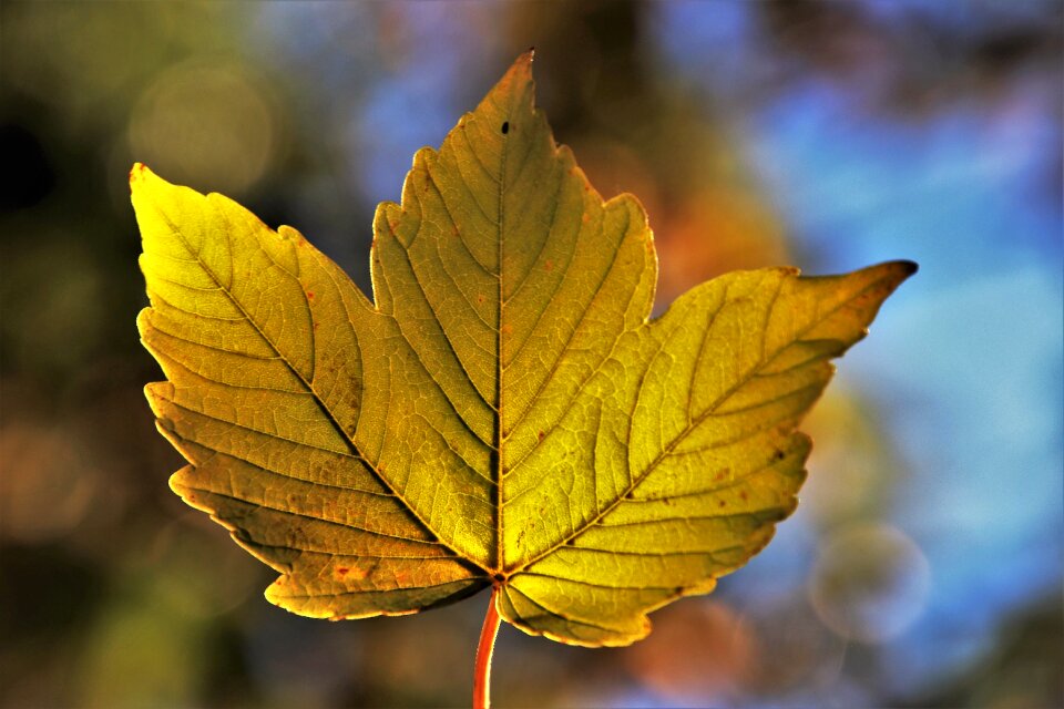 Bokeh season colorful