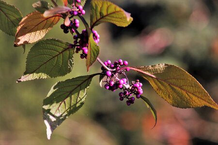 Foliage leaves garden