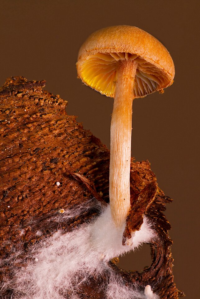 Small mushroom tree bark mycology
