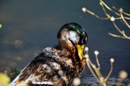 Duck goose pastoral