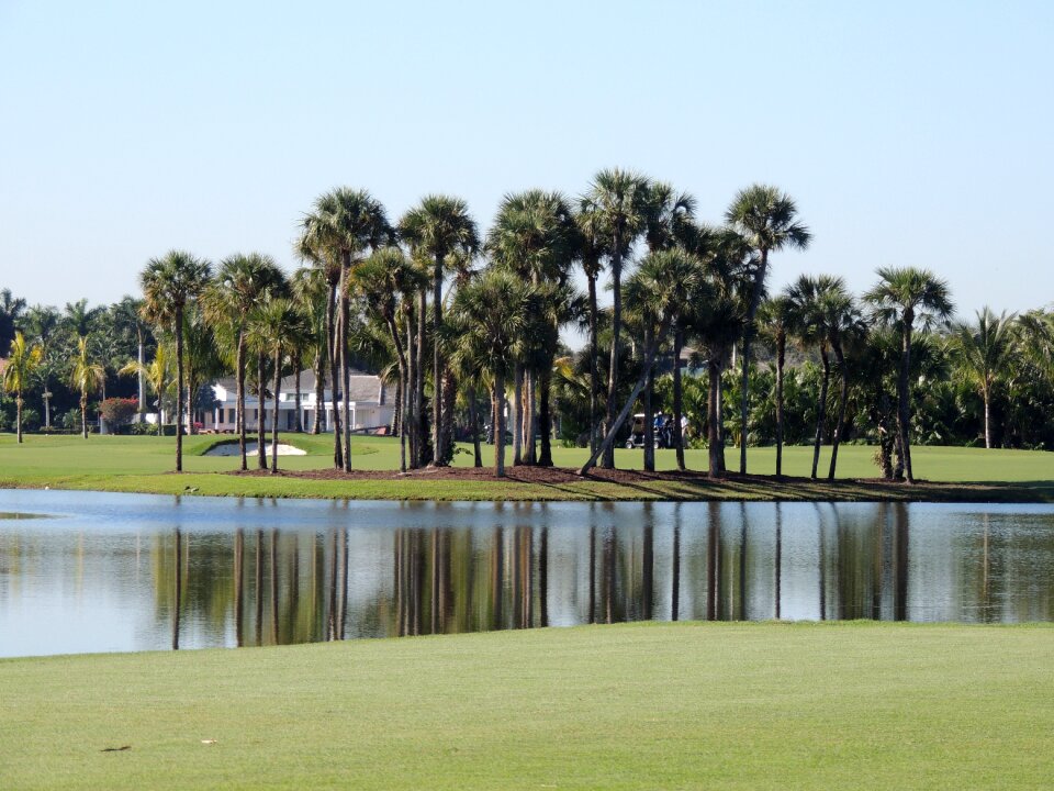 Landscape trees palm trees