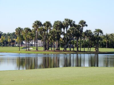 Landscape trees palm trees