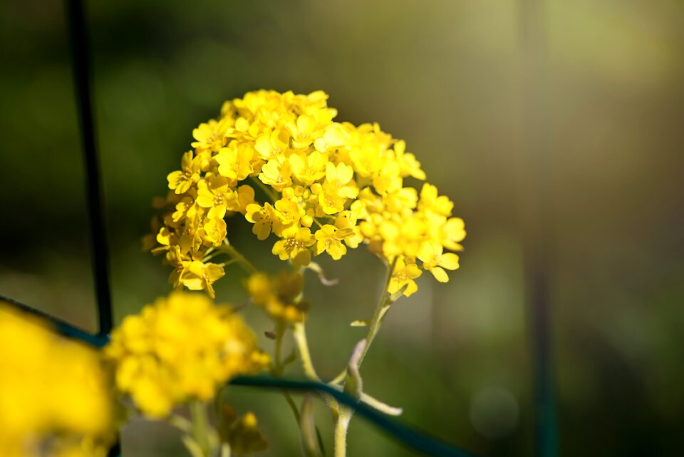 Flowers yellow flowers garden