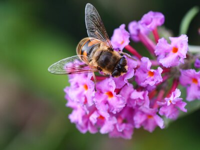Honey bee pollen flower photo