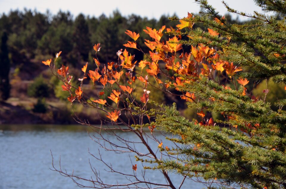 Flower landscape leaves