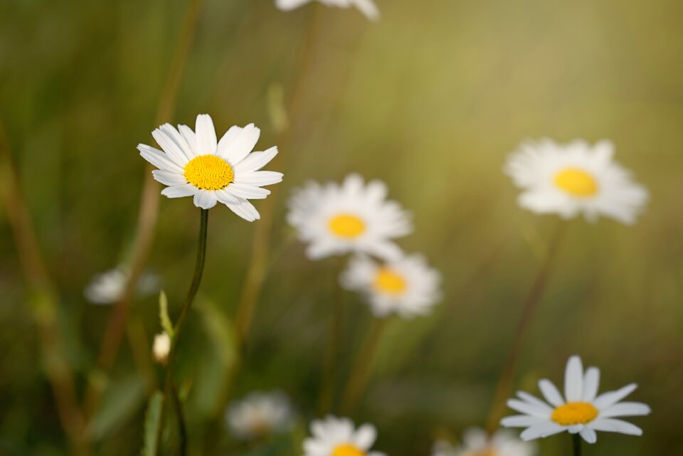 Meadow daisies white white flowers