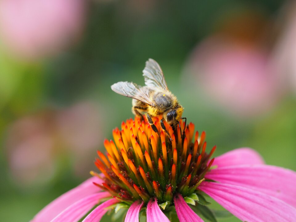 Honey bee pollen flower photo