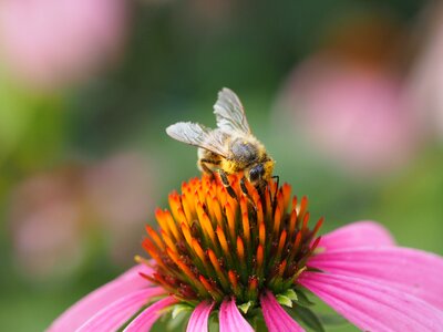 Honey bee pollen flower