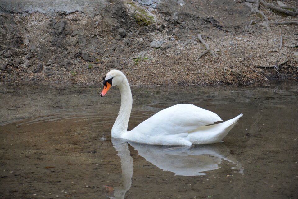 Lake reflection animals