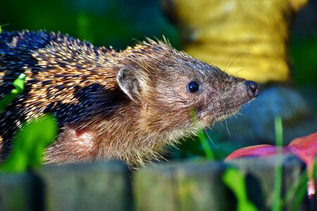 Foraging nocturnal cute