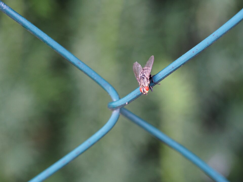 Fence nature beetle