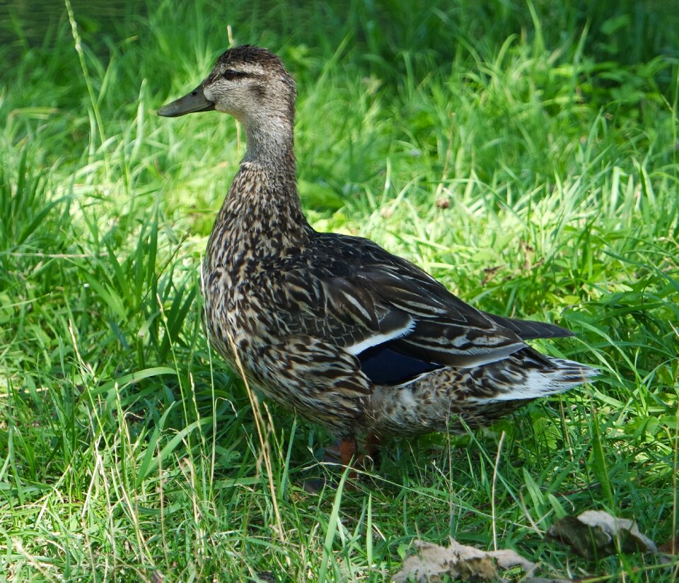 Bird water bird duck