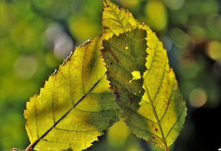 Collapse color yellow