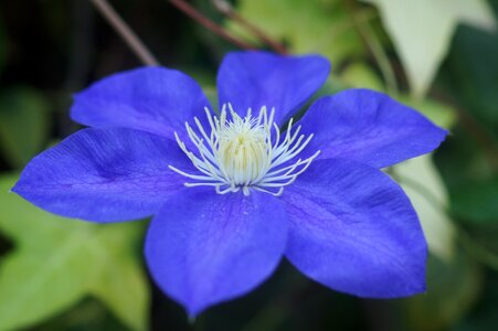 Nature plant blue flower photo