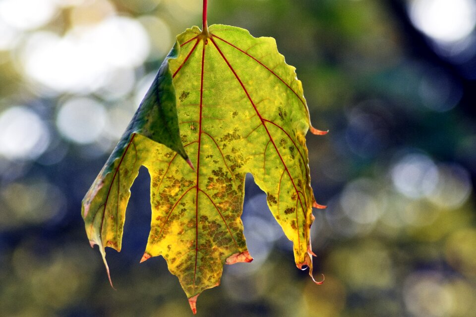 Autumn mood hilarity