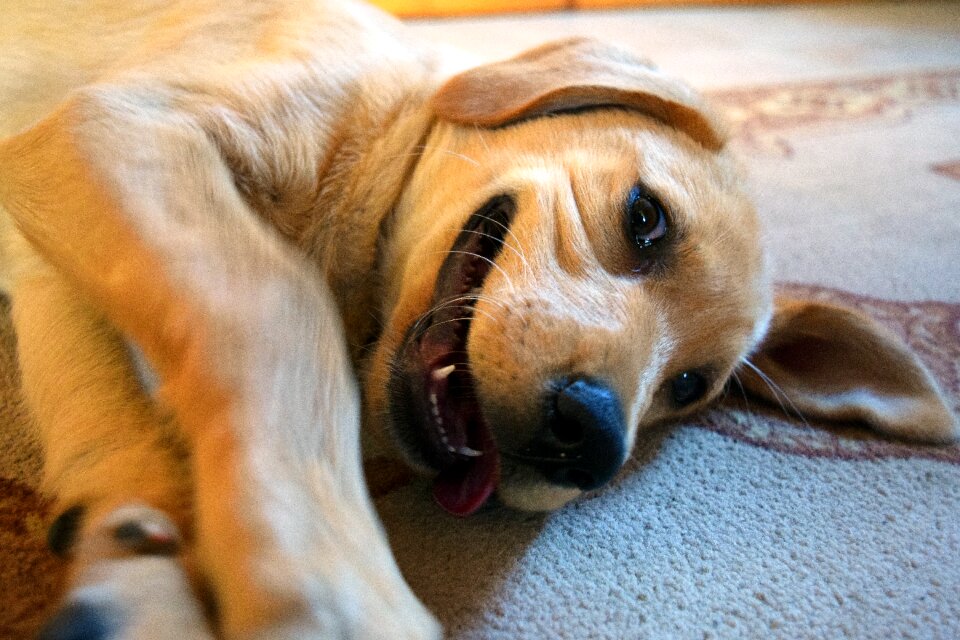 Animal happy playful