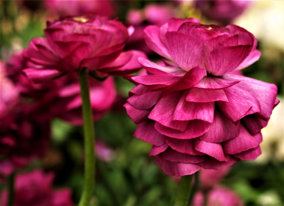 Summer garden petal
