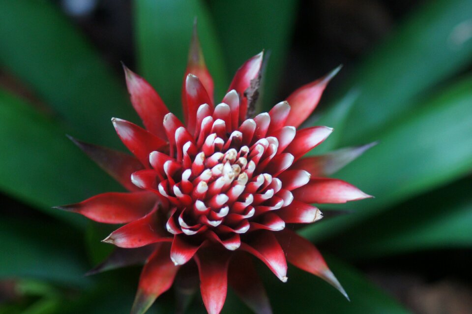 Nature red flower colorful