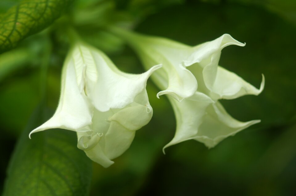 Two white blossom green