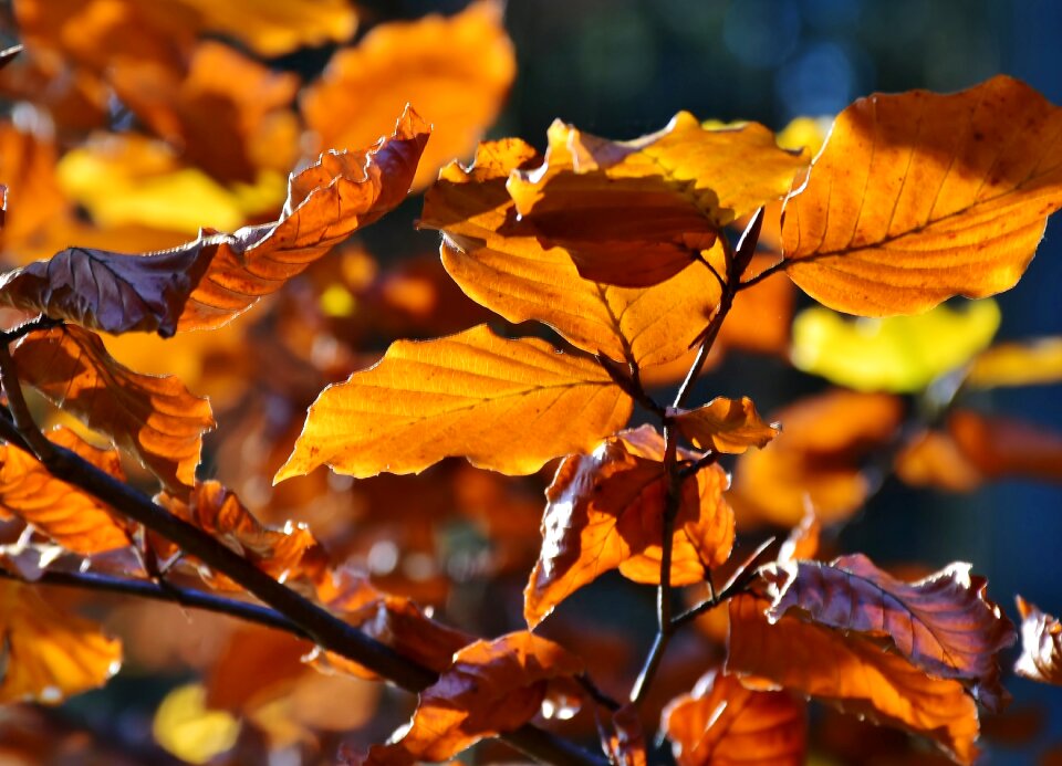 Autumn landscape fall foliage