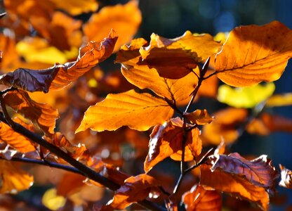 Autumn landscape fall foliage photo