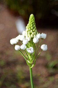 Nature plant close up