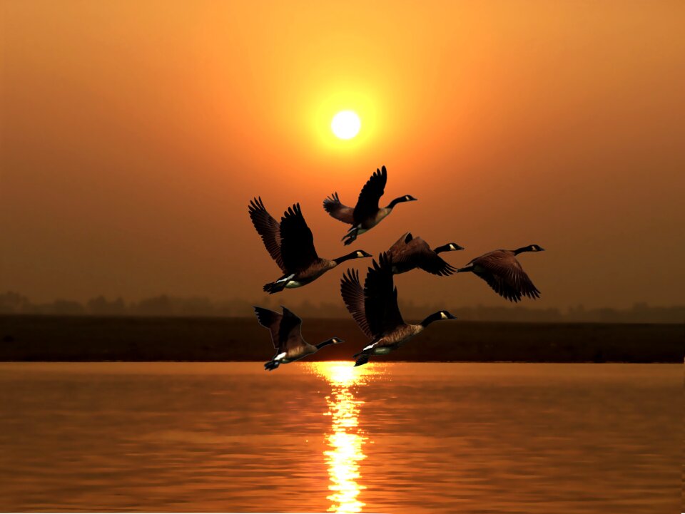 Flight poultry water