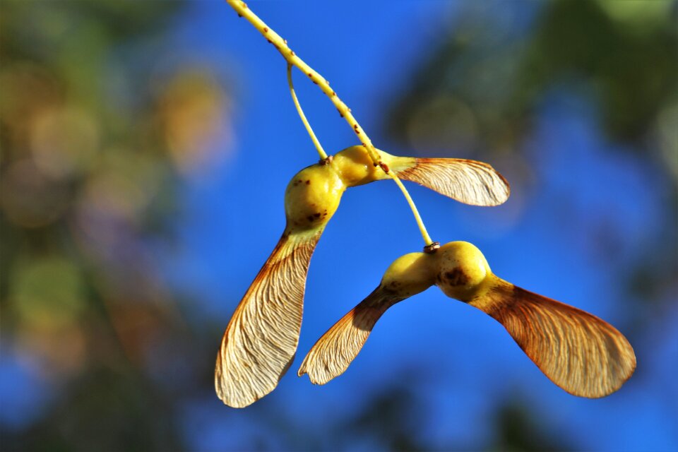 Plant ailerons seeds