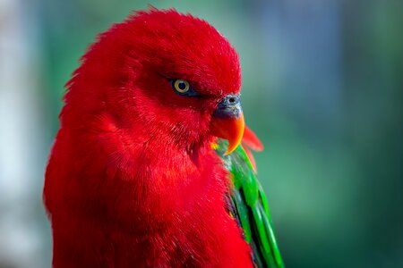 Color bird red photo