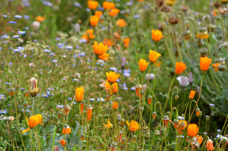 Yellow nature spring