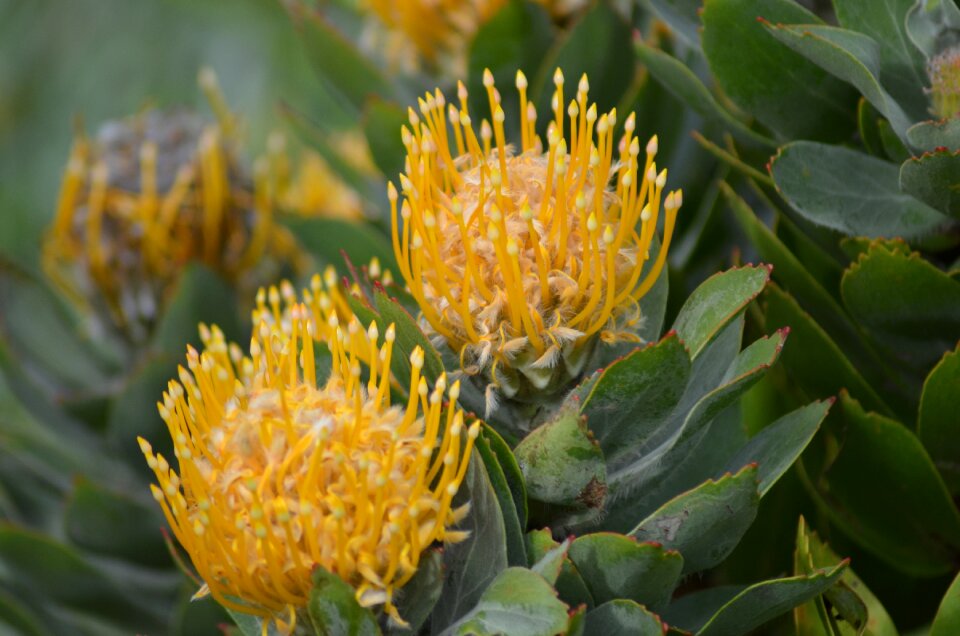Nature plant close up
