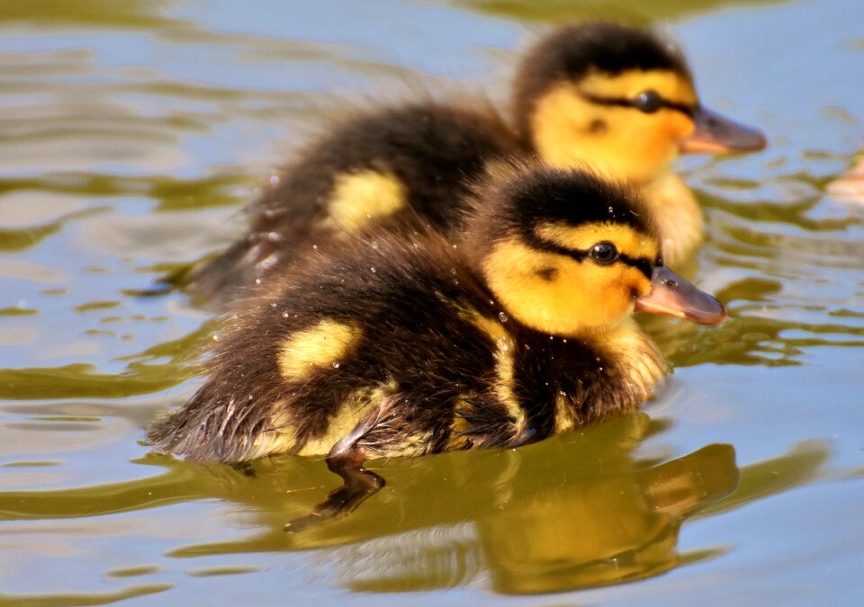 Chicks cute small photo