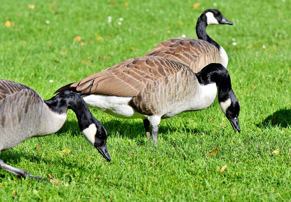 Wild goose migratory birds bird