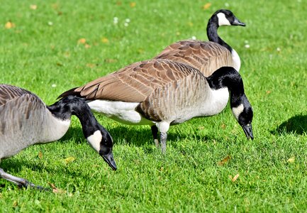 Wild goose migratory birds bird photo