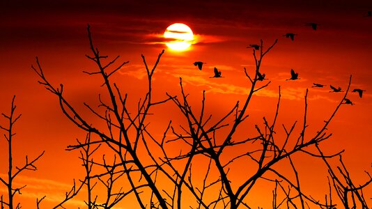 Wild shadow morning