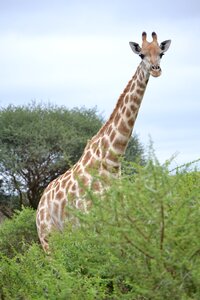 Botswana africa safari photo